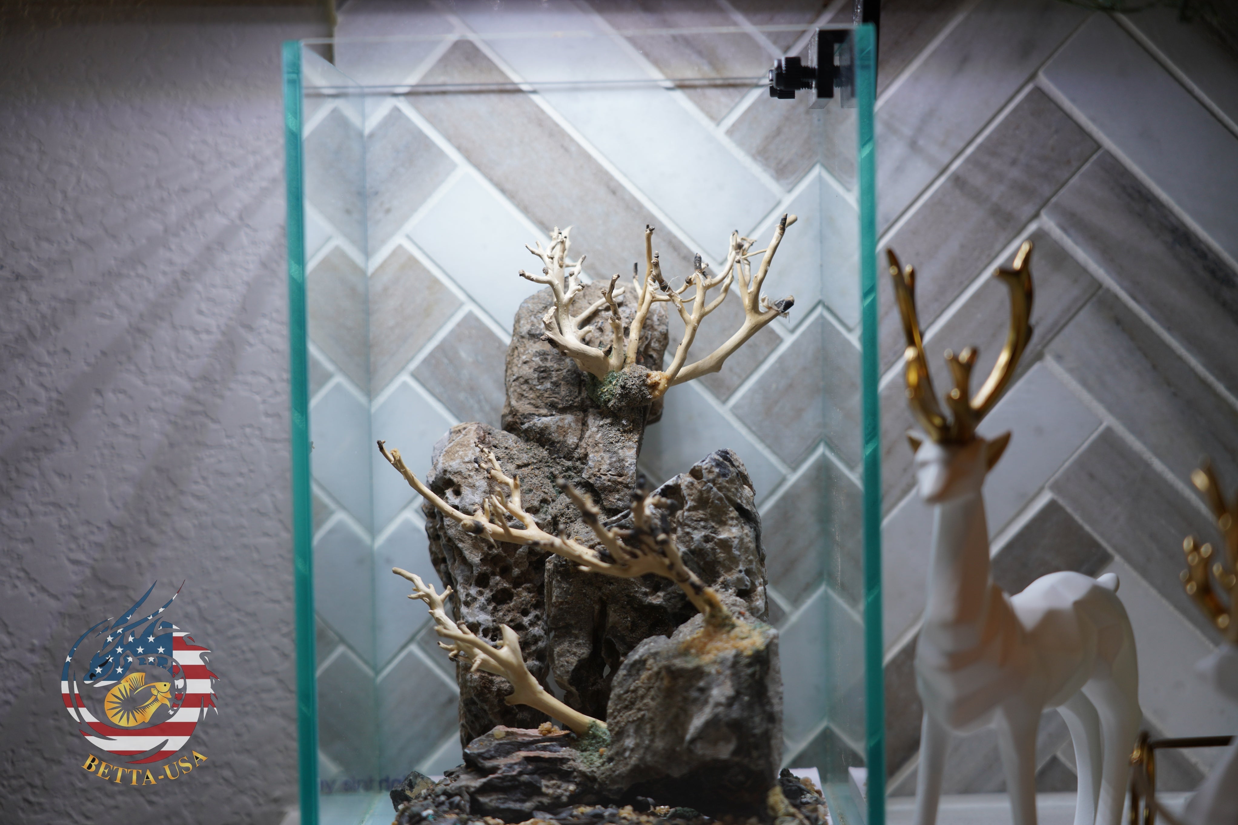 [SCAPE-43] Bonsai On Rock  Nature Aquarium Aquascape– 1.6 Gallons