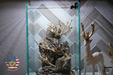 [SCAPE-43] Bonsai On Rock  Nature Aquarium Aquascape– 1.6 Gallons