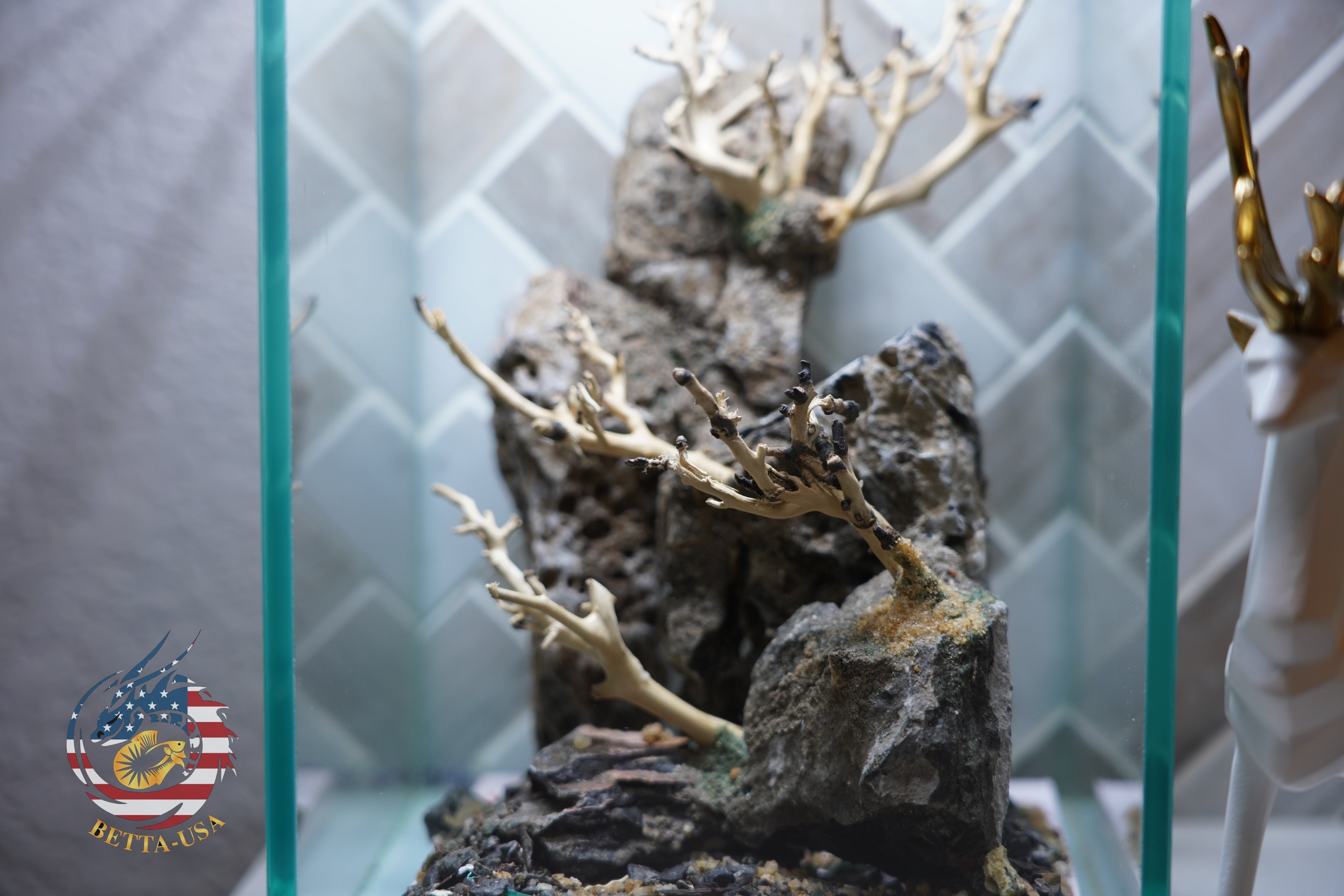 [SCAPE-43] Bonsai On Rock  Nature Aquarium Aquascape– 1.6 Gallons