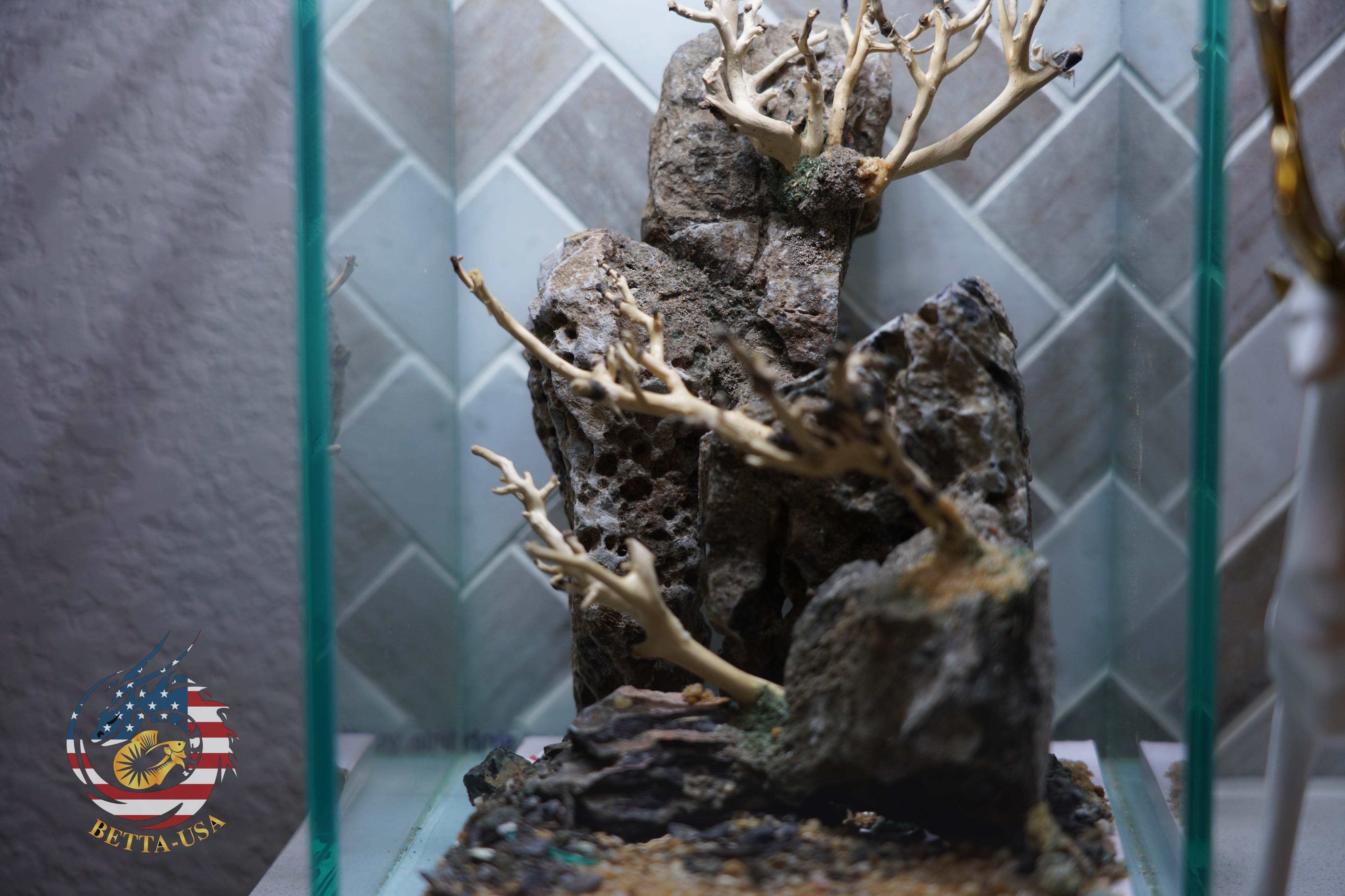 [SCAPE-43] Bonsai On Rock  Nature Aquarium Aquascape– 1.6 Gallons