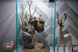 [SCAPE-44] Bonsai On Rock  Nature Aquarium Aquascape– 1.6 Gallons
