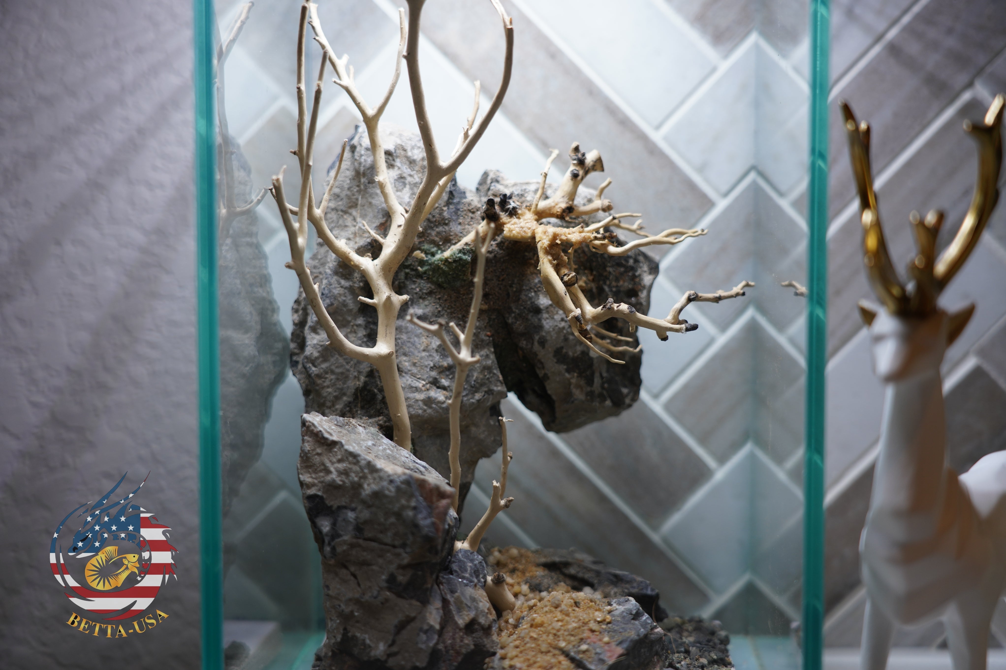 [SCAPE-44] Bonsai On Rock  Nature Aquarium Aquascape– 1.6 Gallons