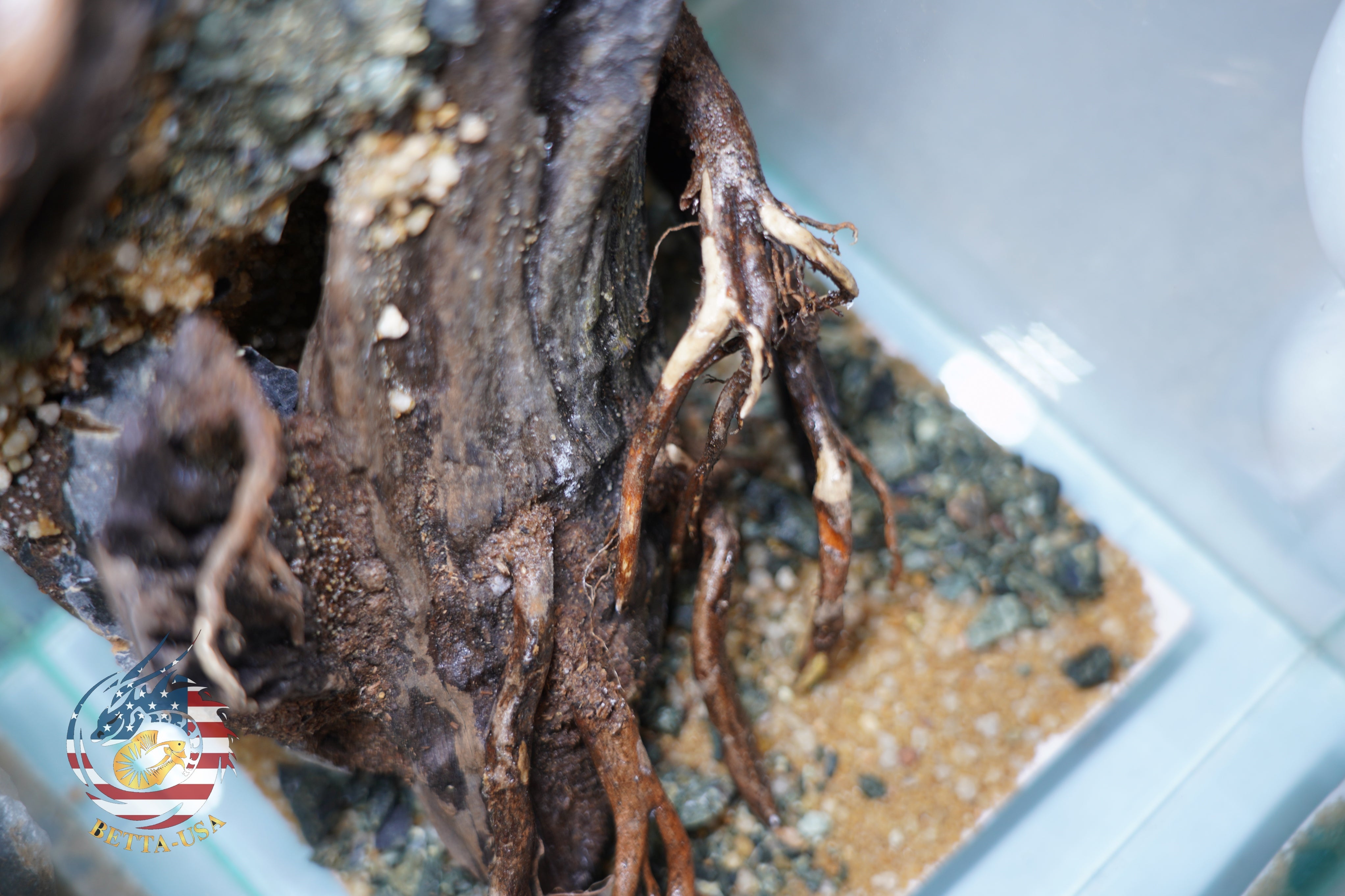 [SCAPE-50] Nature Aquarium Aquascape Driftwood– 1.6 Gallons