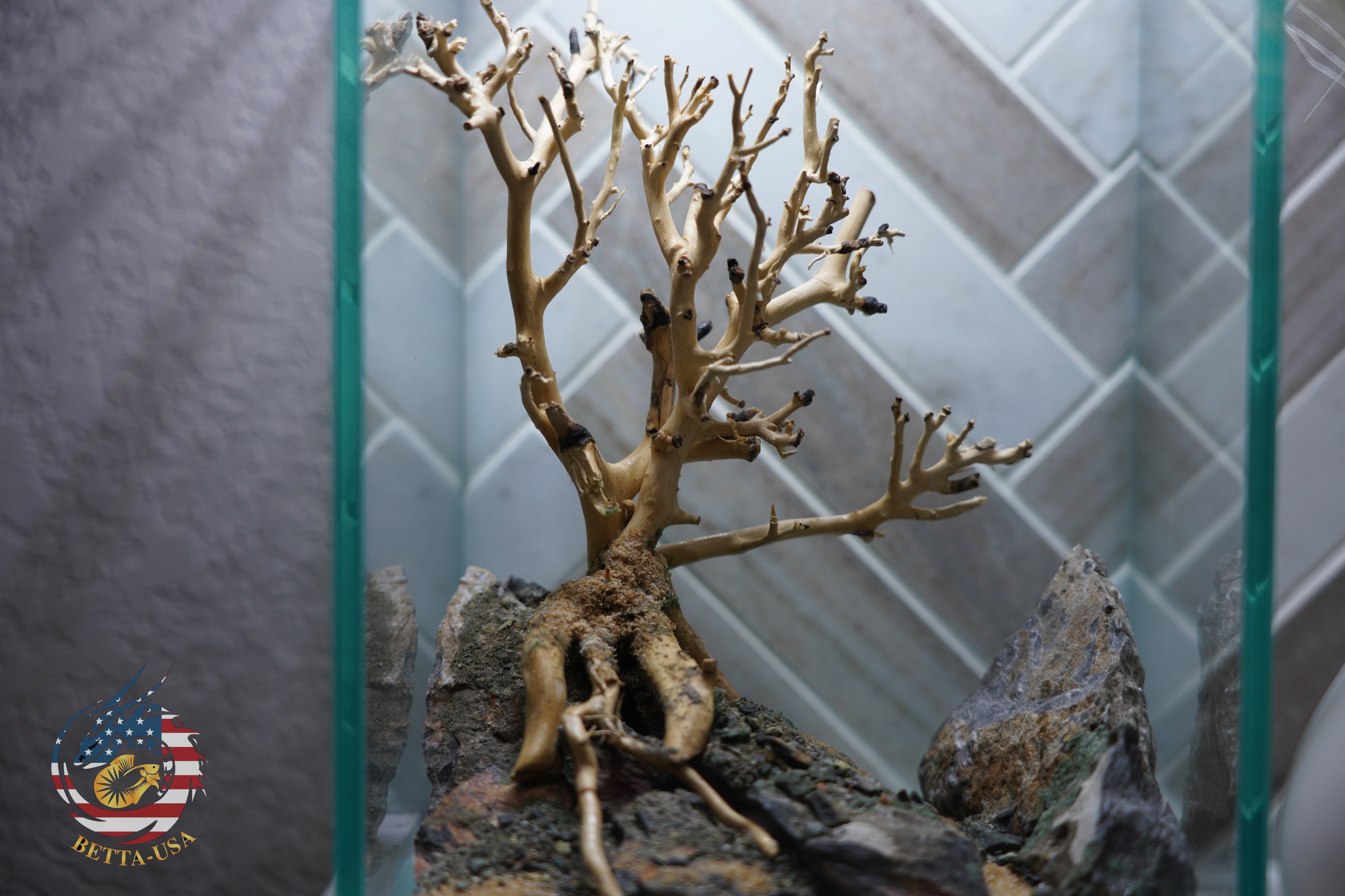 [SCAPE-61] Bonsai On Rock  Nature Aquarium Aquascape– 1.6 Gallons