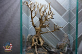 [SCAPE-61] Bonsai On Rock  Nature Aquarium Aquascape– 1.6 Gallons