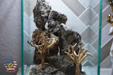 [SCAPE-64] Bonsai On Rock  Nature Aquarium Aquascape– 1.6 Gallons