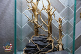 [SCAPE-65] Bonsai On Rock  Nature Aquarium Aquascape– 1.6 Gallons