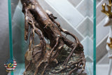 [SCAPE-70] Nature Aquarium Aquascape Driftwood– 1.6 Gallons