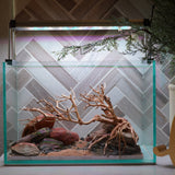 [SCAPE-79] Bonsai On Rock Nature Aquarium Aquascape – 2.7 Gallons