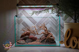 [SCAPE-79] Bonsai On Rock Nature Aquarium Aquascape – 2.7 Gallons