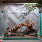 [SCAPE-82] Bonsai On Rock Nature Aquarium Aquascape – 2.7 Gallons