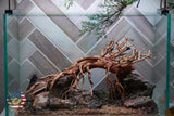 [SCAPE-82] Bonsai On Rock Nature Aquarium Aquascape – 2.7 Gallons