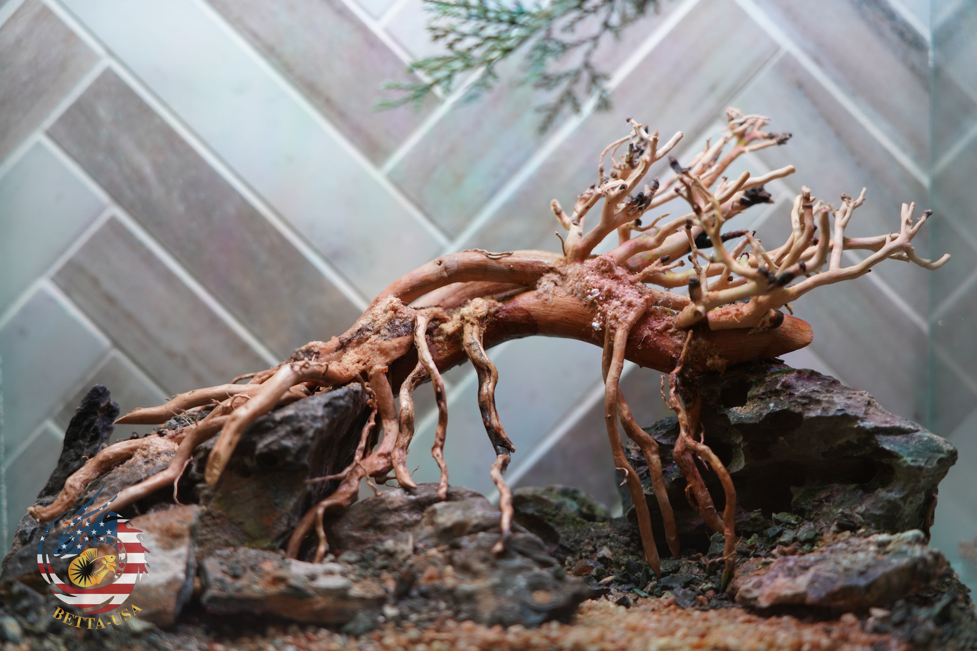 [SCAPE-82] Bonsai On Rock Nature Aquarium Aquascape – 2.7 Gallons