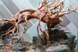 [SCAPE-82] Bonsai On Rock Nature Aquarium Aquascape – 2.7 Gallons