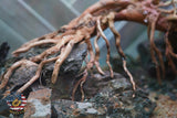 [SCAPE-82] Bonsai On Rock Nature Aquarium Aquascape – 2.7 Gallons