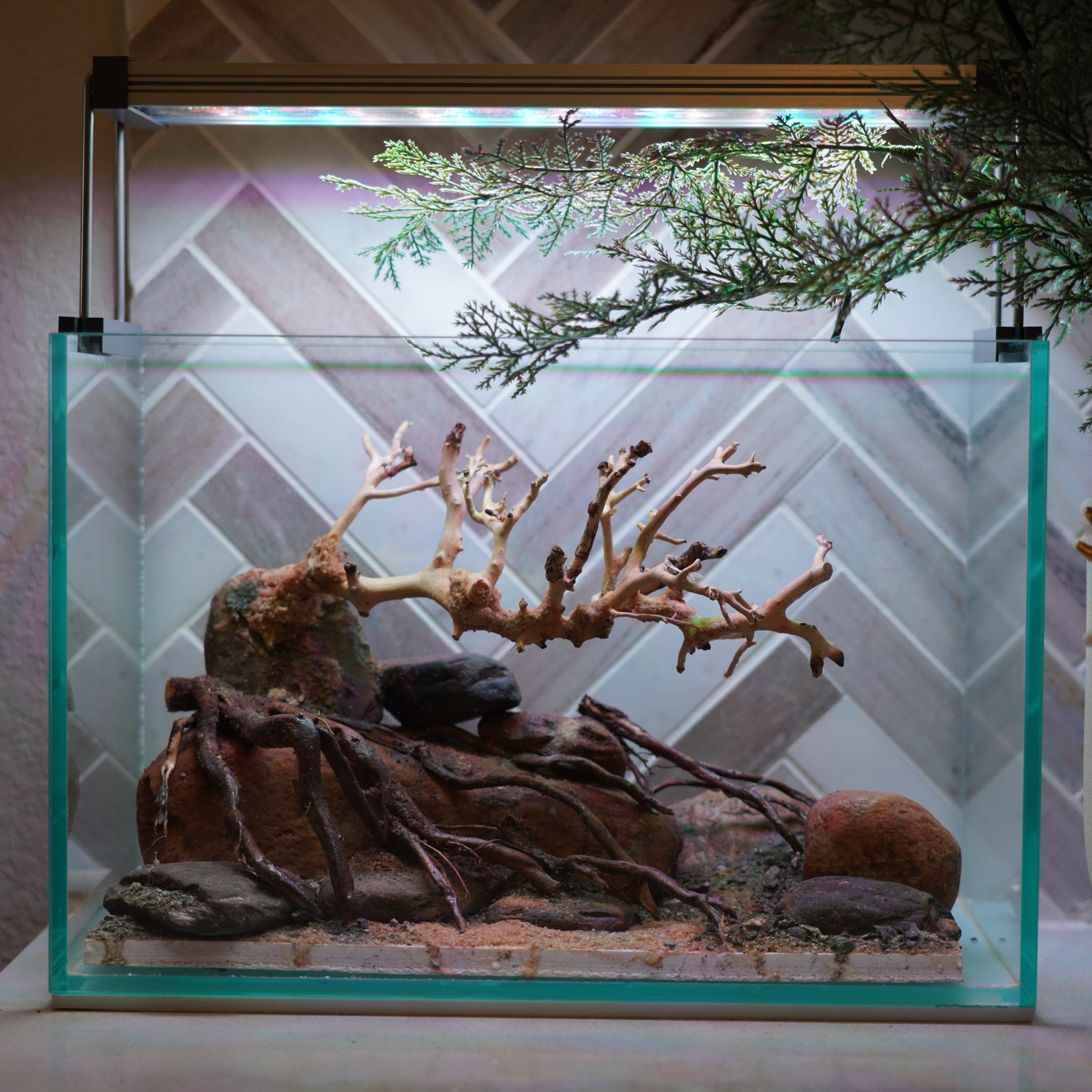 [SCAPE-88] Bonsai On Rock Nature Aquarium Aquascape – 2.7 Gallons