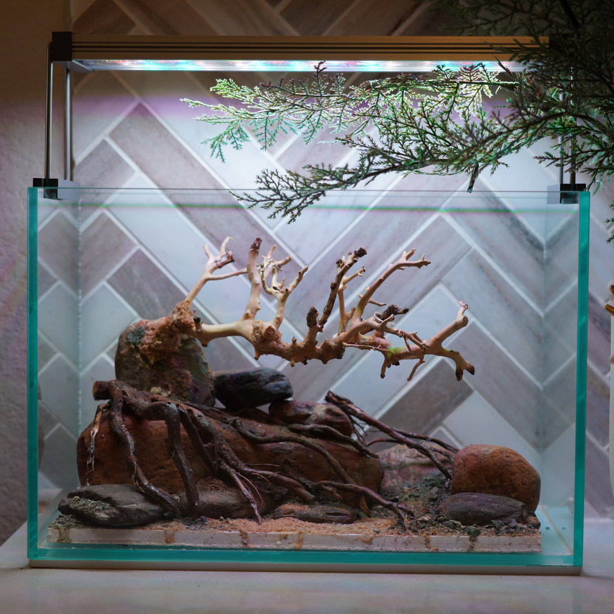 [SCAPE-88] Bonsai On Rock Nature Aquarium Aquascape – 2.7 Gallons