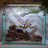 [SCAPE-88] Bonsai On Rock Nature Aquarium Aquascape – 2.7 Gallons