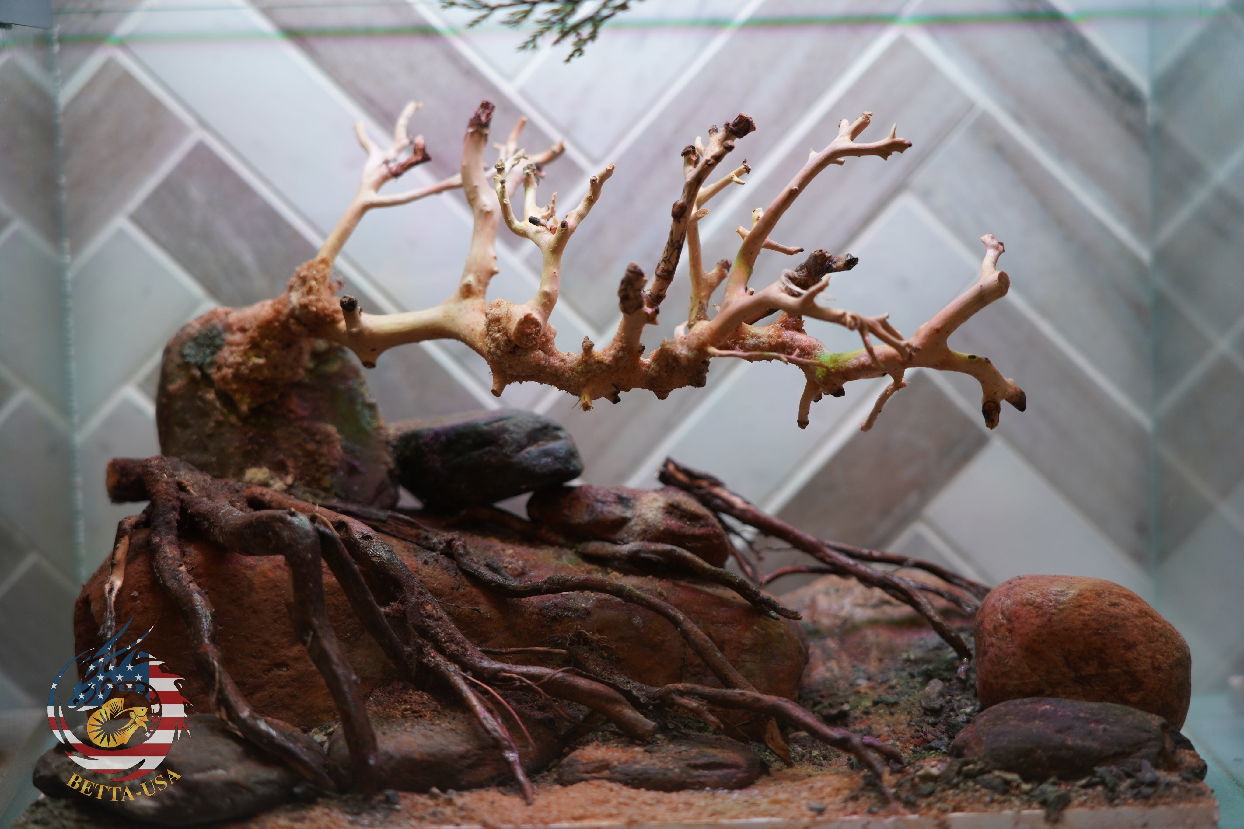[SCAPE-88] Bonsai On Rock Nature Aquarium Aquascape – 2.7 Gallons