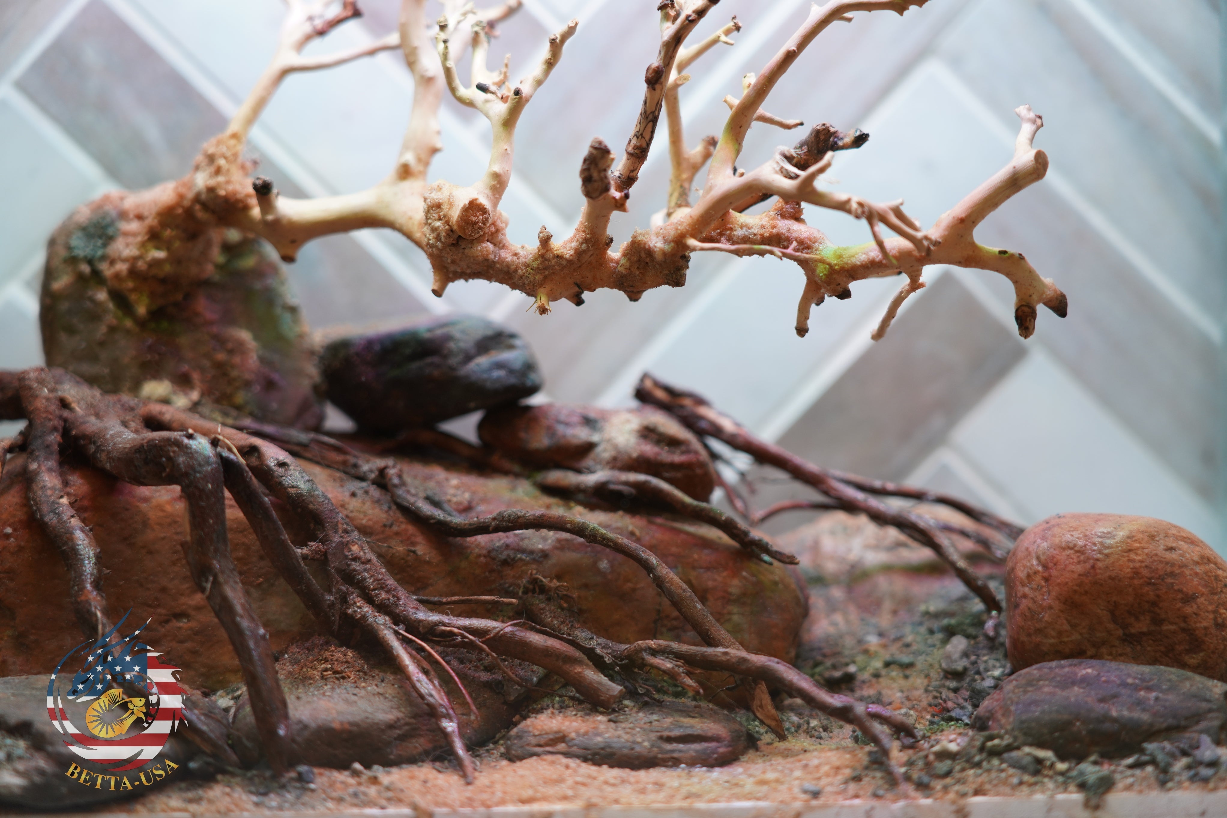 [SCAPE-88] Bonsai On Rock Nature Aquarium Aquascape – 2.7 Gallons