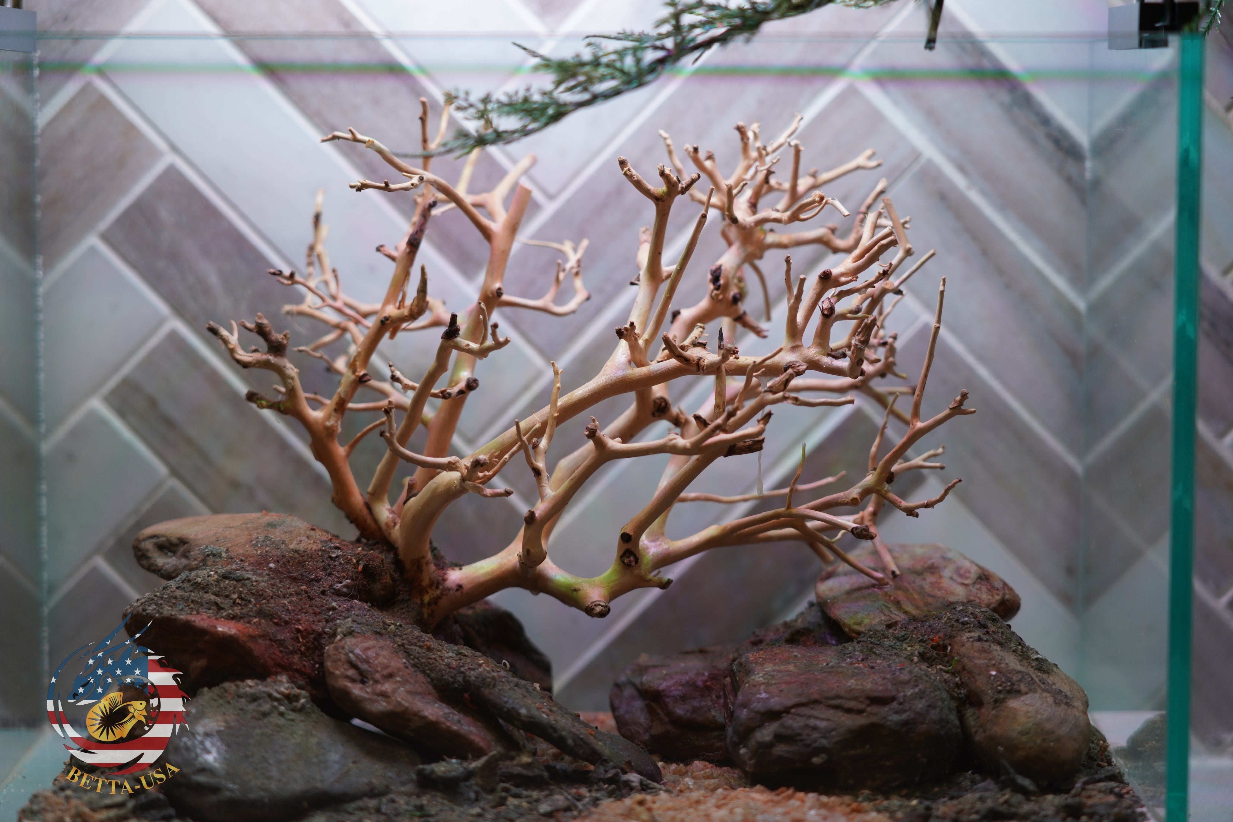 [SCAPE-90] Bonsai On Rock Nature Aquarium Aquascape – 2.7 Gallons