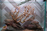 [SCAPE-90] Bonsai On Rock Nature Aquarium Aquascape – 2.7 Gallons