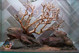 [SCAPE-90] Bonsai On Rock Nature Aquarium Aquascape – 2.7 Gallons
