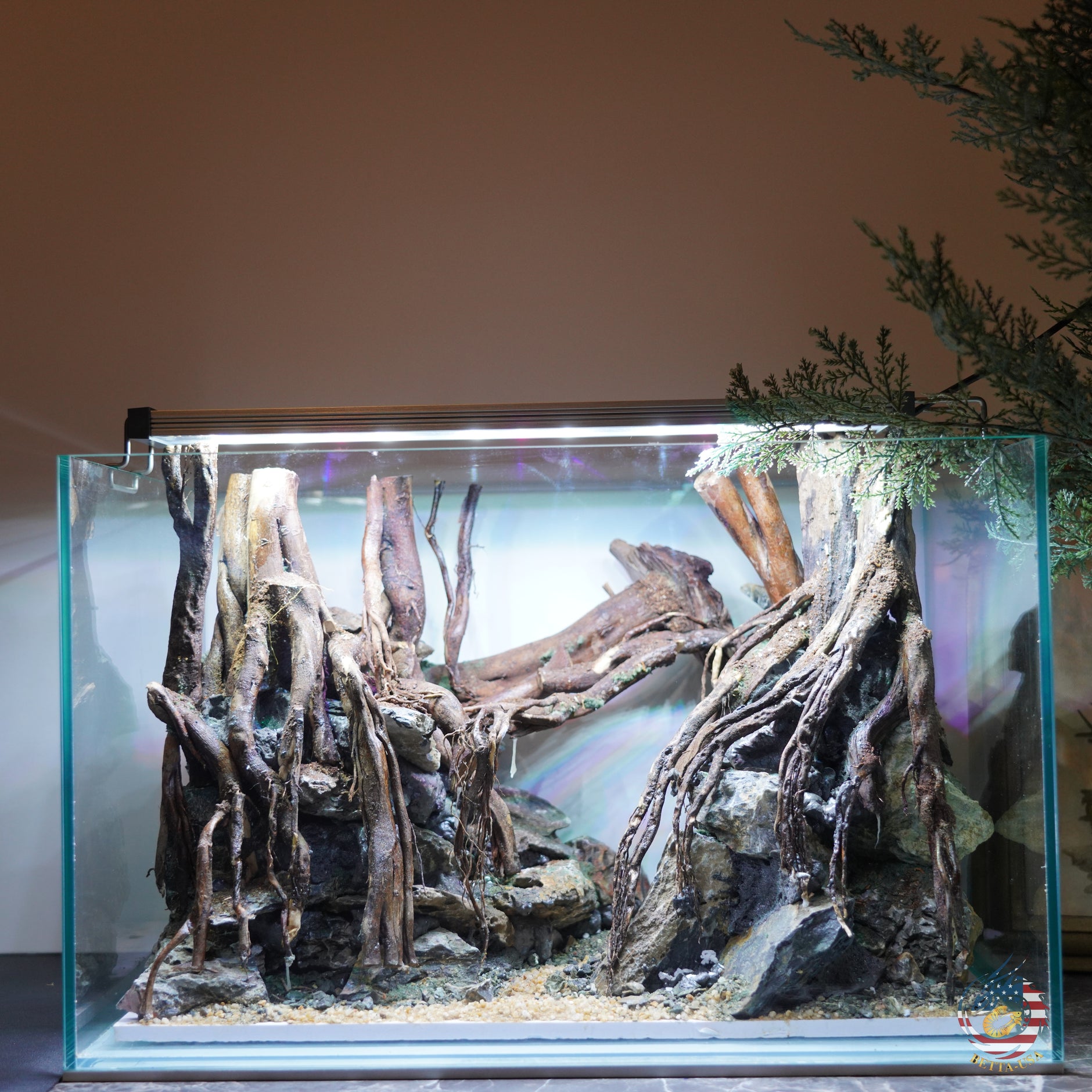 thumbnail image 2 of Platinum White Lyretail Molly Trio – 1 Male + 2 Females – USA Bred 2 of 5