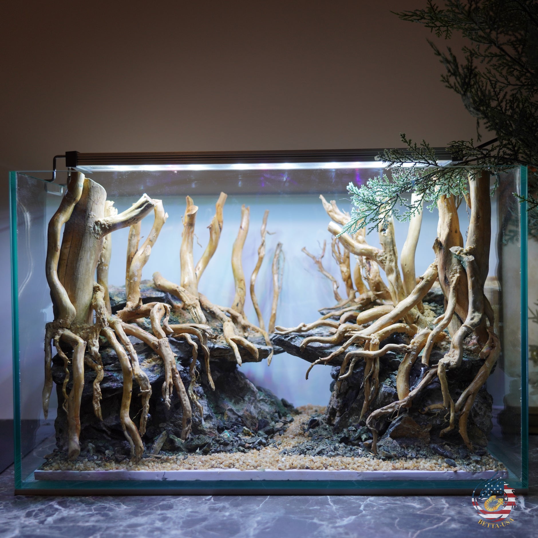 Mystery Box – Live Fish & Live Plants $30 – Betta USA Aquatic