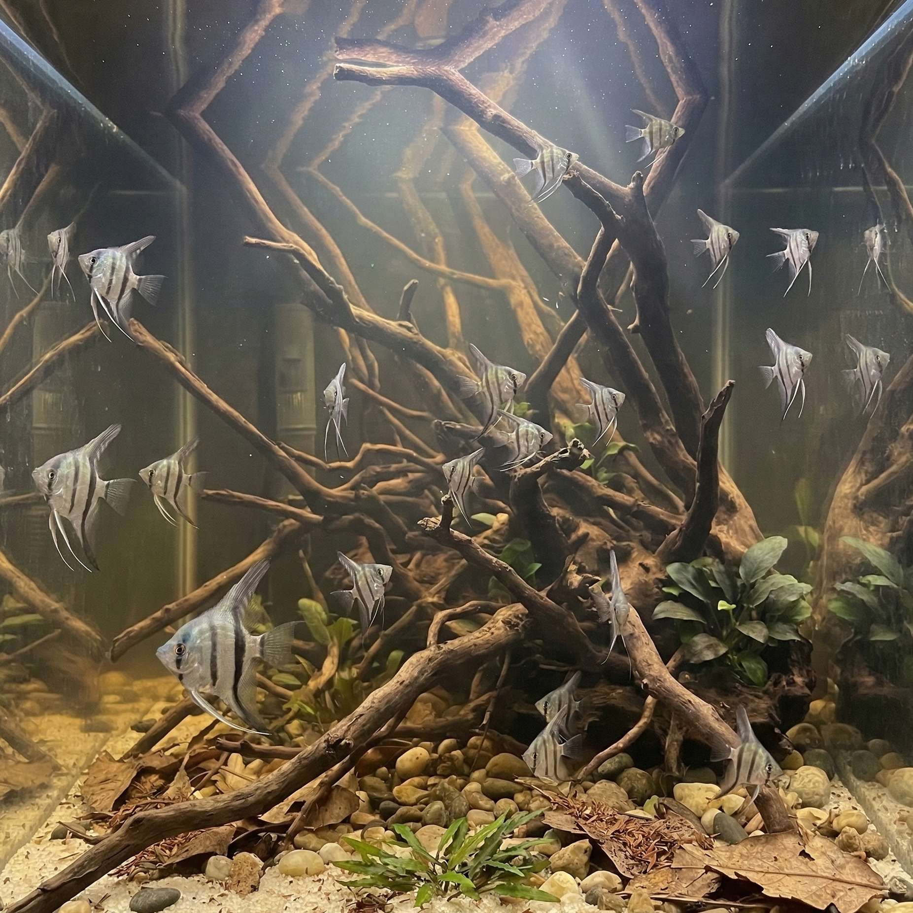 Zebra Angelfish | Pterophyllum scalare