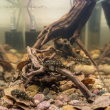 L201 Snowball Pleco  | Hypancistrus sp.