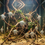 Bulgarian Green Seal Point Angelfish | Pterophyllum scalare