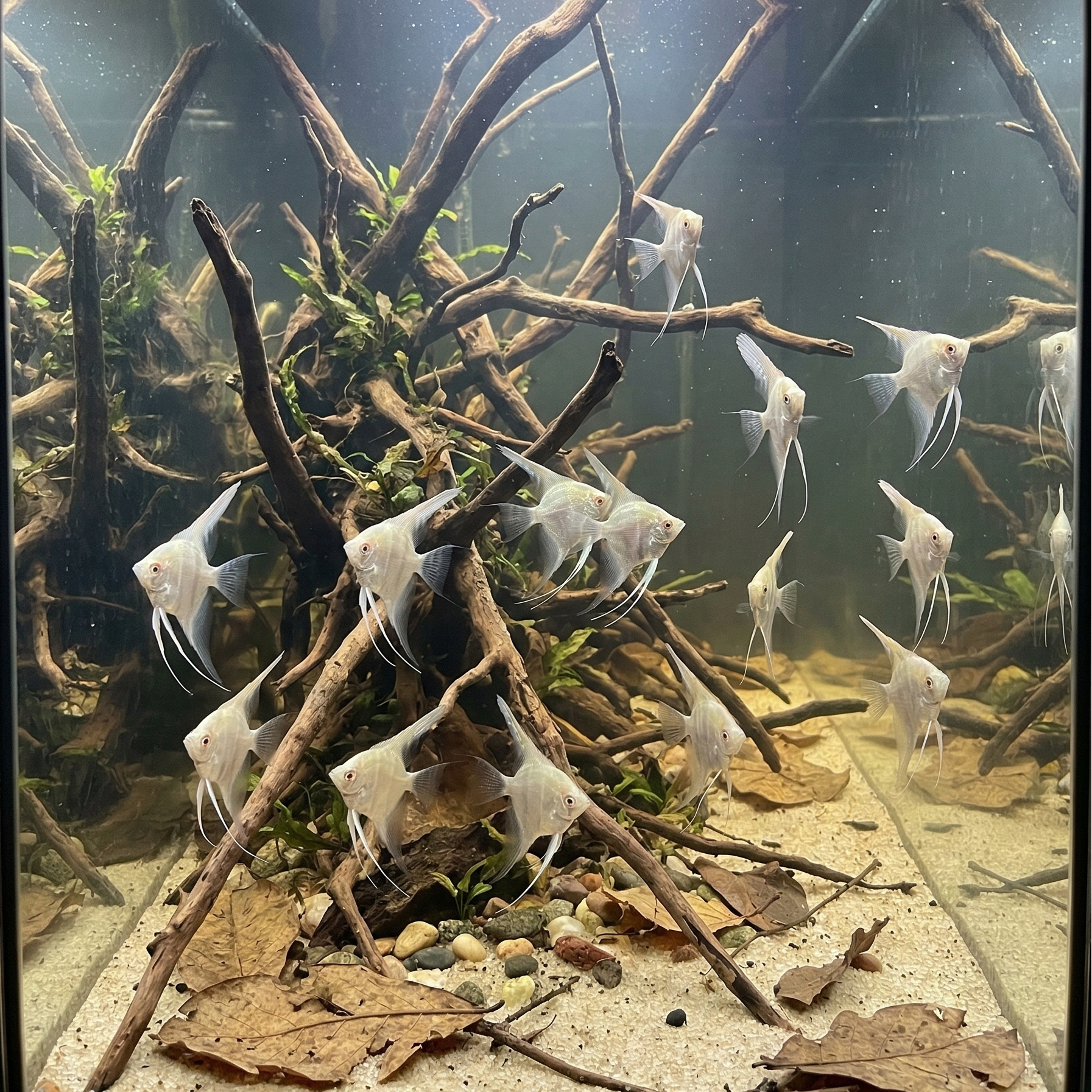 Albino Dantum Angelfish | Pterophyllum scalare