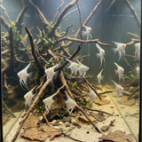Albino Dantum Angelfish | Pterophyllum scalare