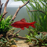 Super Red Albino Cherry Barb  | Pethia titteya