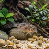 Sterbai Cory Catfish | Corydoras sterbai - Tank Bred - Betta USA Aquatic