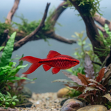 Super Red Albino Cherry Barb Long Fin  | Pethia titteya - Betta USA Aquatic