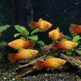 Marigold Platy– Xiphophorus maculatus - Betta USA Aquatic
