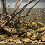 L191 Broken Line Royal Pleco | Panaque nigrolineatus