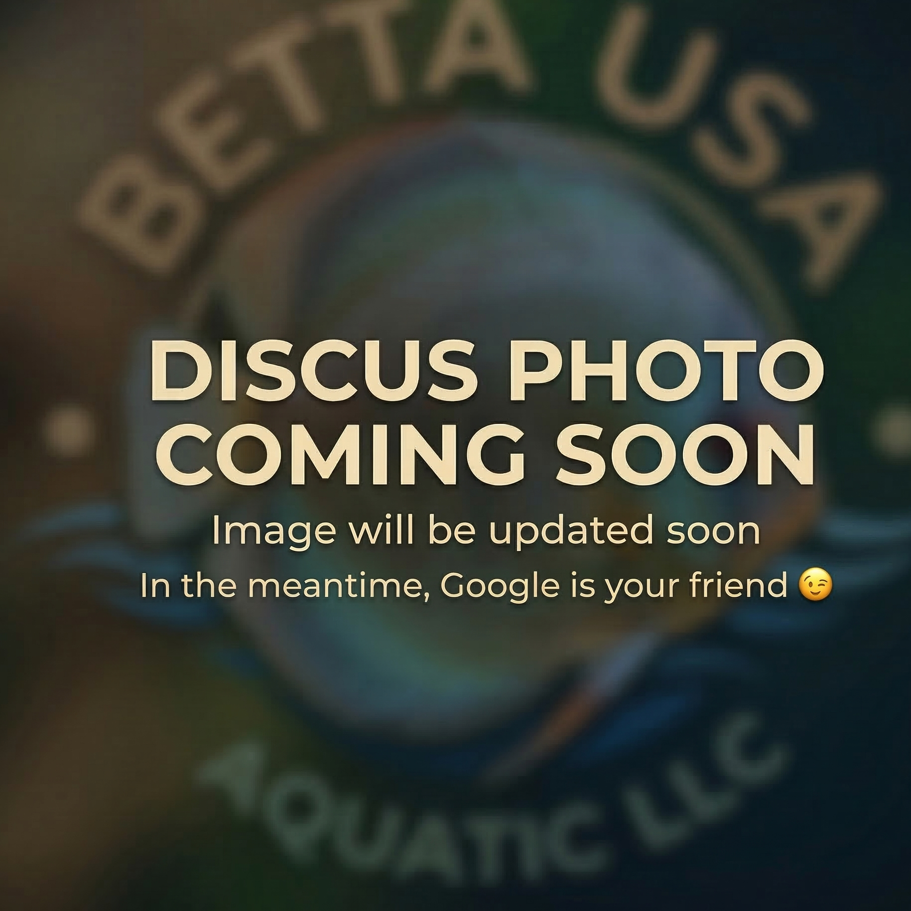 Blue Snakeskin Discus | Symphysodon aequifasciatus - Betta USA Aquatic