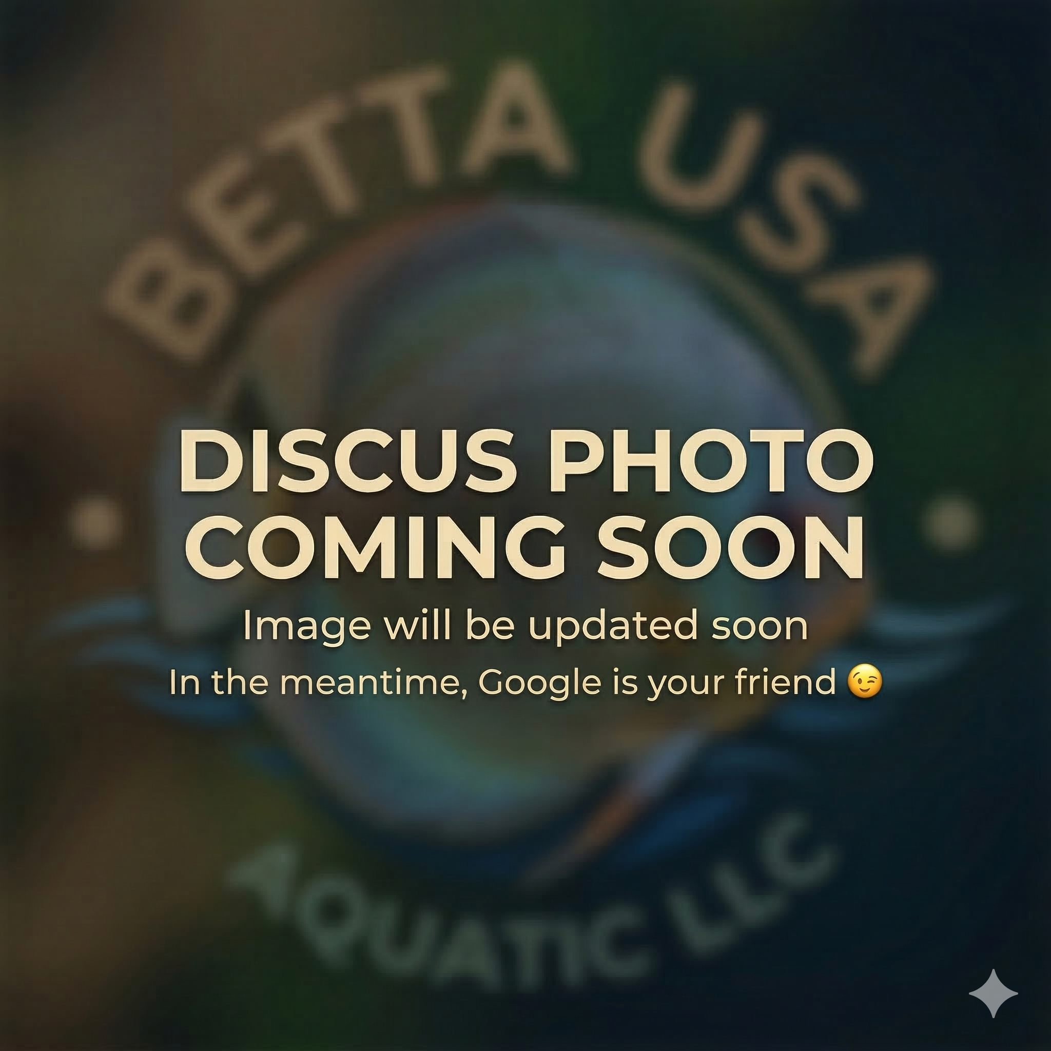 Spotted Face Leopard Discus | Symphysodon aequifasciatus - Betta USA Aquatic