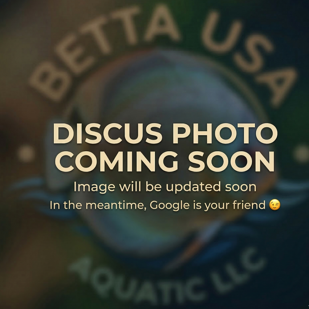 Red Cover Discus | Symphysodon aequifasciatus - Betta USA Aquatic