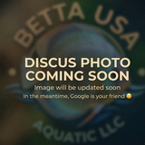 Red Cover Discus | Symphysodon aequifasciatus - Betta USA Aquatic