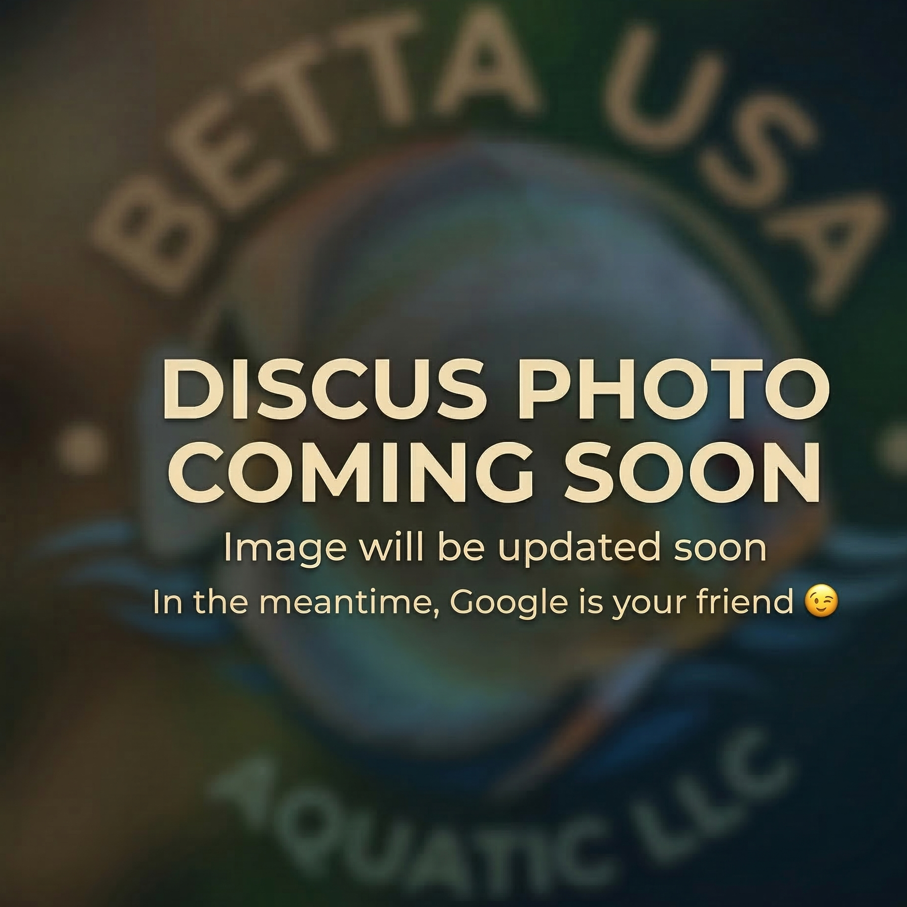 Red Tiger Discus | Symphysodon aequifasciatus - Betta USA Aquatic