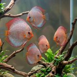 Leopard Snakeskin Discus | Symphysodon aequifasciatus - Betta USA Aquatic