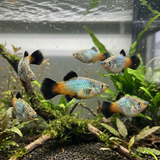 Rainbow Wagtail Platy  -  Xiphophorus maculatus - Betta USA Aquatic