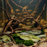 L127 Mottled False Zebra Pleco |  Peckoltia Lujani