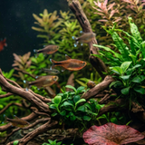Silvertip Tetra | Hasemania nana