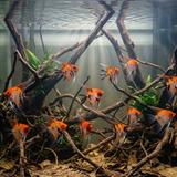 Red Devil Angelfish | Pterophyllum scalare 'Red Devil'