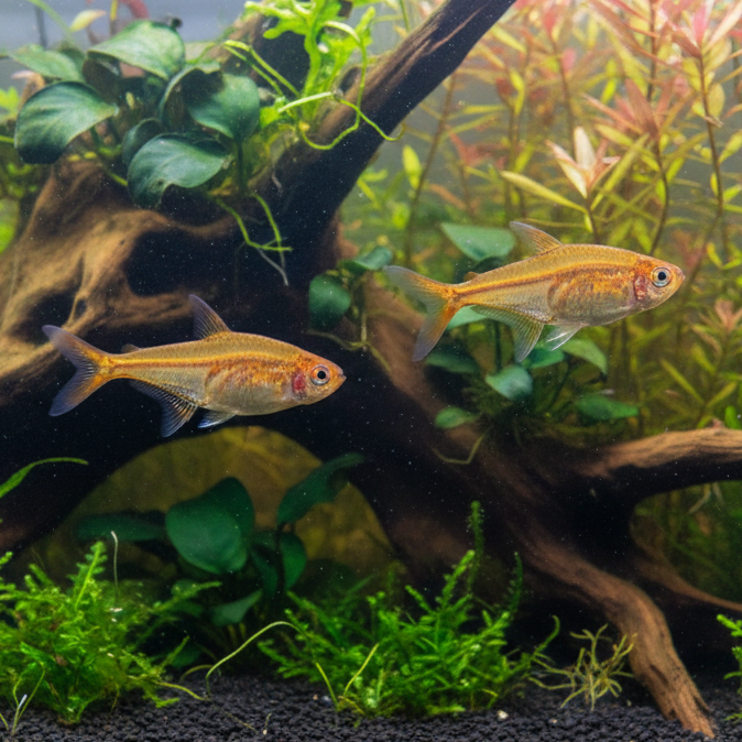 Ember AKA Fire AKA Dwarf Red Tetra  | Hyphessobrycon amandae - Betta USA Aquatic